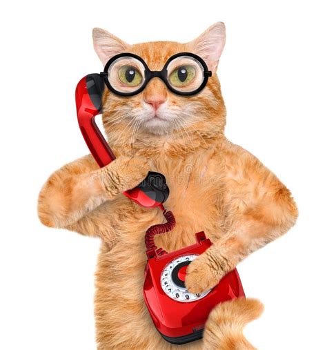 chat téléphone.
